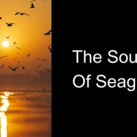 The Sound Of Seagulls
